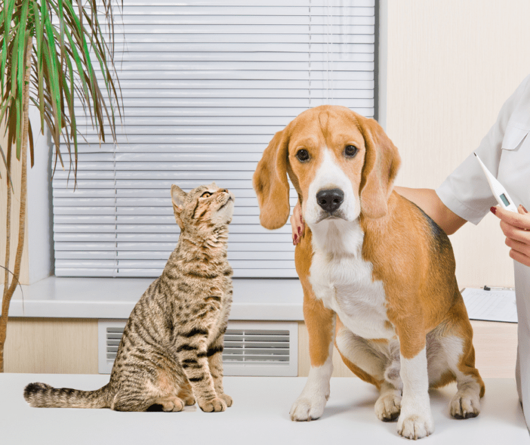 Esterilización y castración de perros y gatos