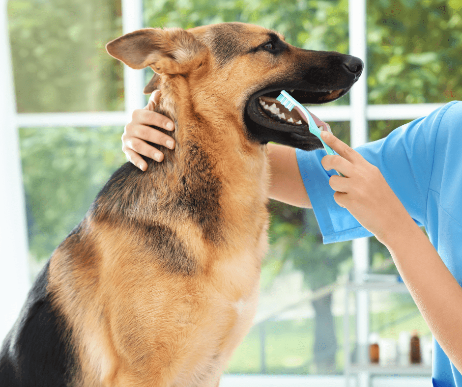 Limpieza de boca para perros