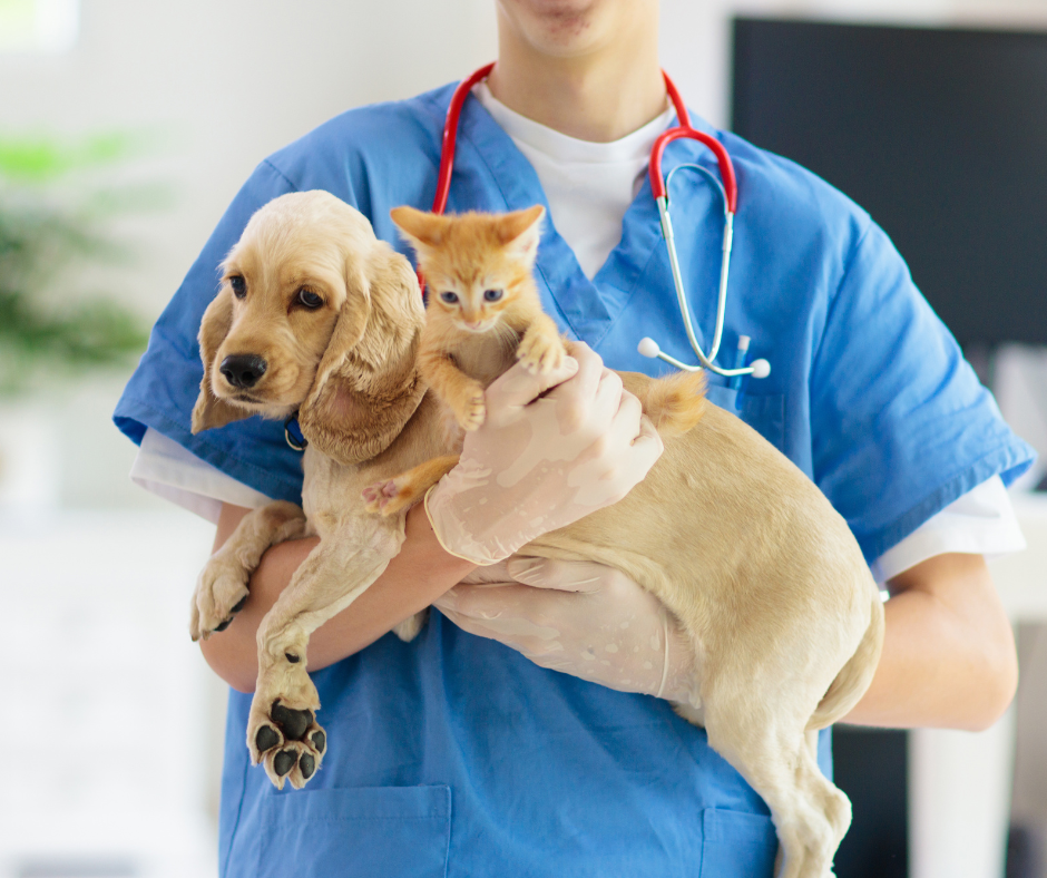 Perro y gato en el veterinario