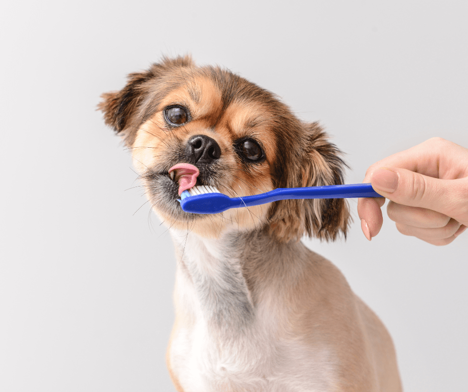 Limpieza dental canina
