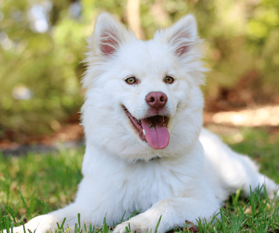 leishmaniosis en perros