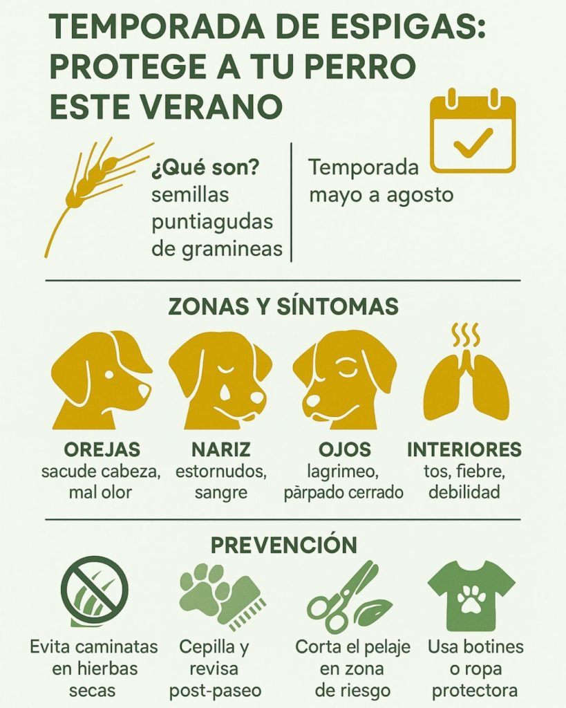 espigas en perros