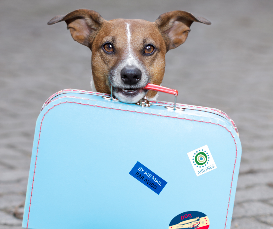 viajar con mascotas