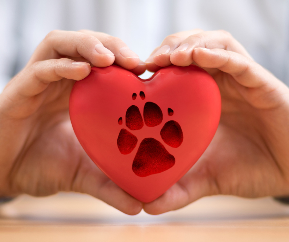 problemas cardíacos en perros