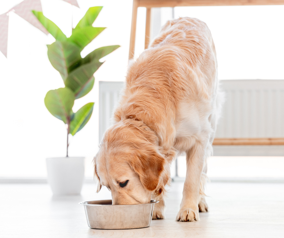 Perro adulto comiendo pienso de su cuenco en una habitación luminosa, símbolo de una alimentación equilibrada para mascotas.