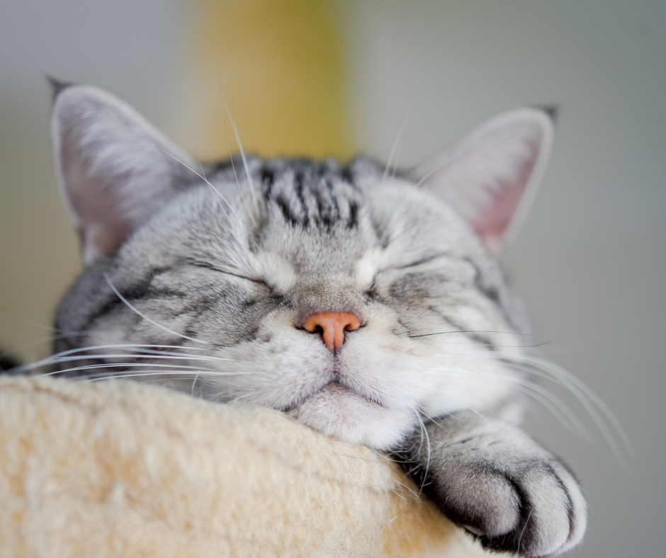 Gato durmiendo plácidamente en casa; el descanso y los cambios de rutina ayudan a detectar dolor en gatos