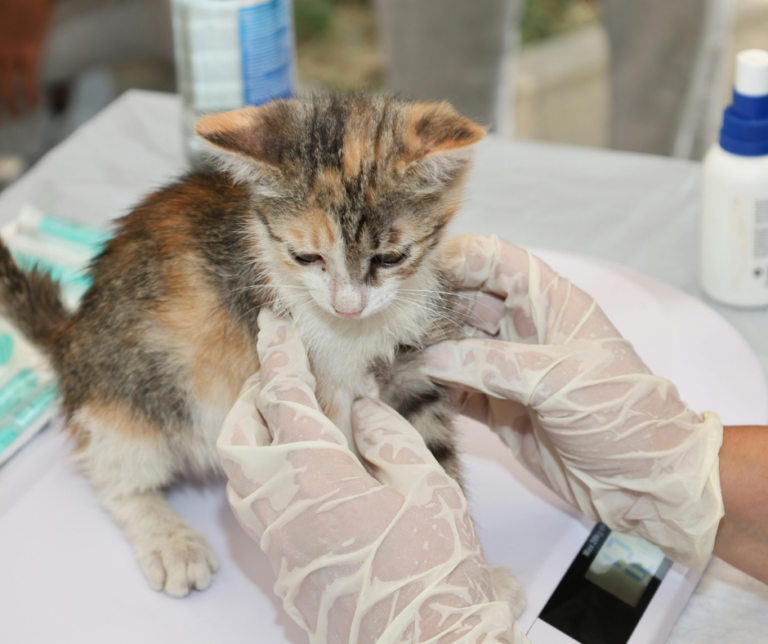 Gatito en consulta veterinaria: prevención de panleucopenia felina con vacunación triple felina