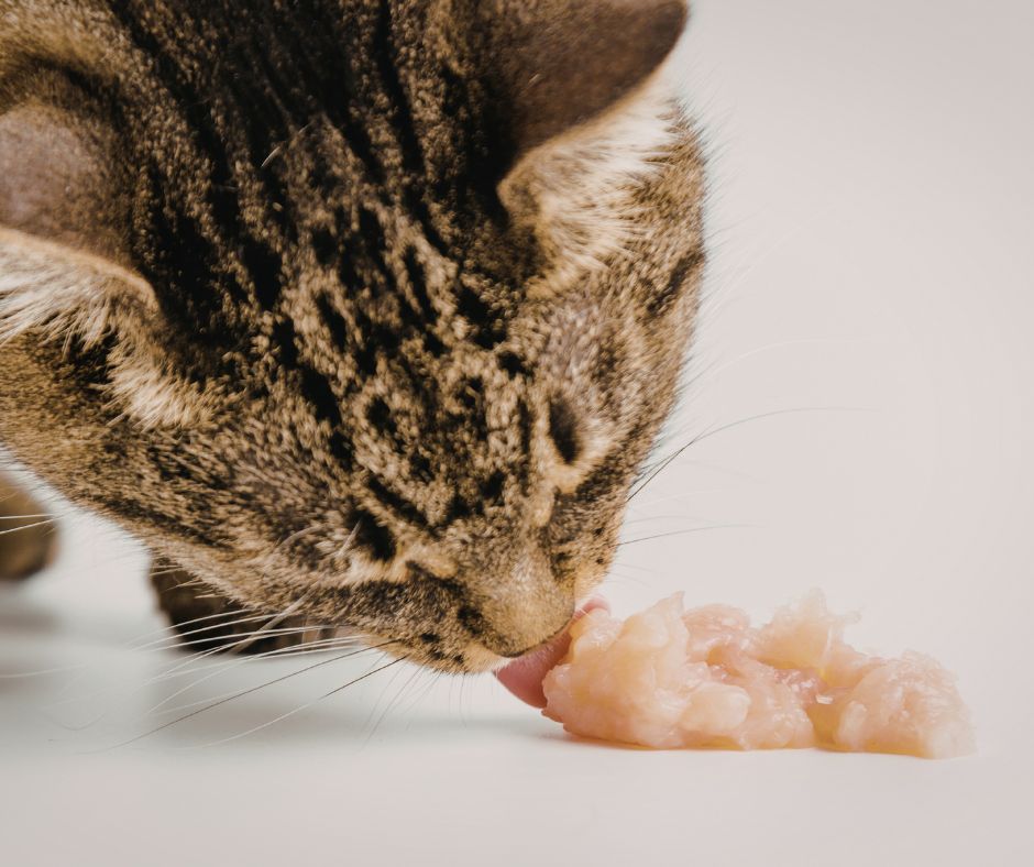 Gato doméstico comiendo comida húmeda rica en proteína animal, alimento natural para carnívoros estrictos.
