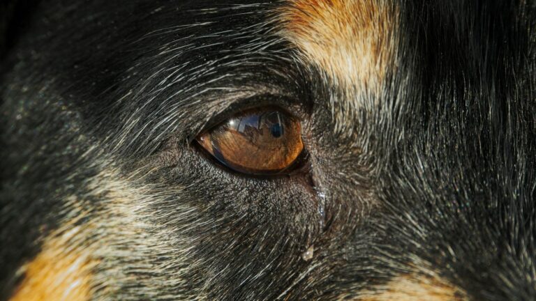 Primer plano del ojo de un perro: oftalmología veterinaria en Blanes