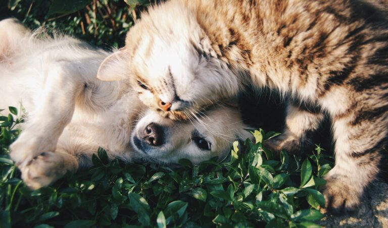 Perro y gato juntos: plan de salud veterinario en Blanes para perros y gatos